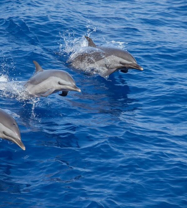 dolphin snorkeling cruise
