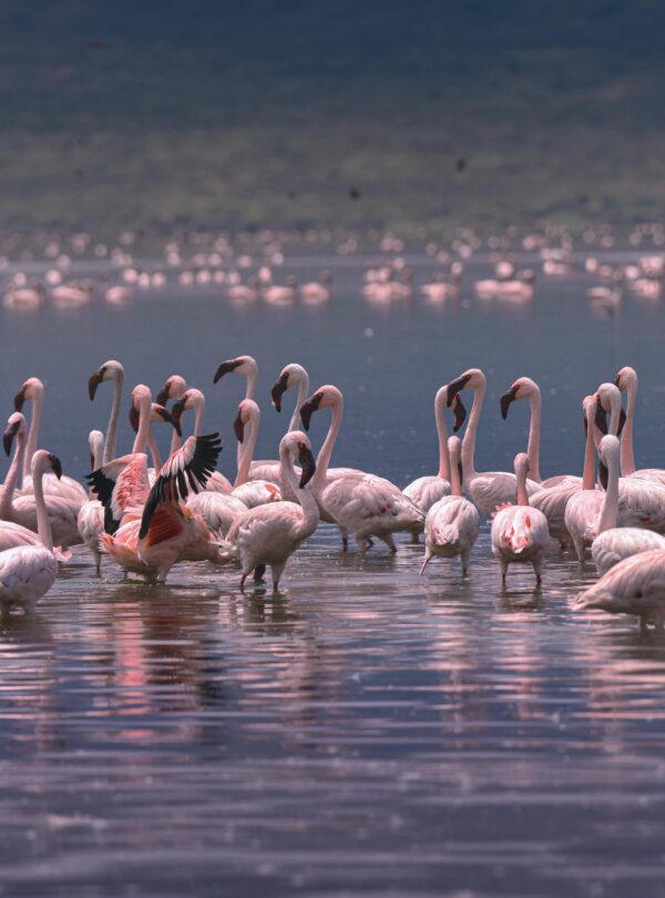 nairobi to masai mara by thenavigans