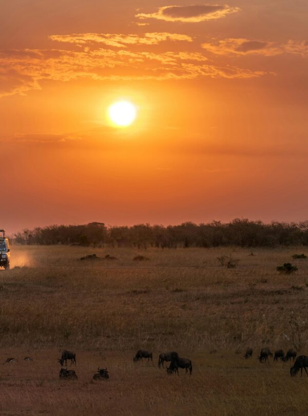 Kenya safari package by navigans