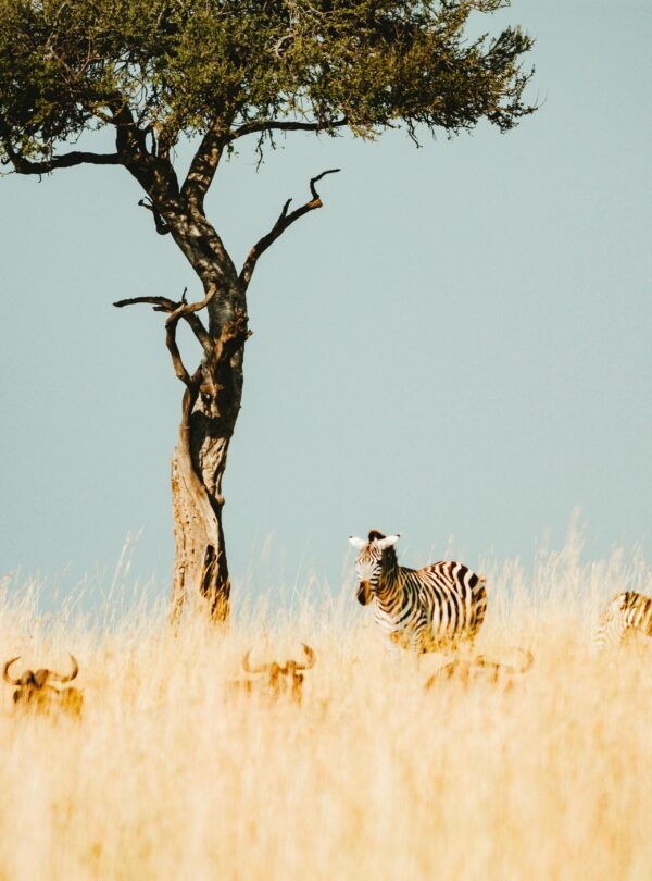 Kenya Safari Tour by thenavigans