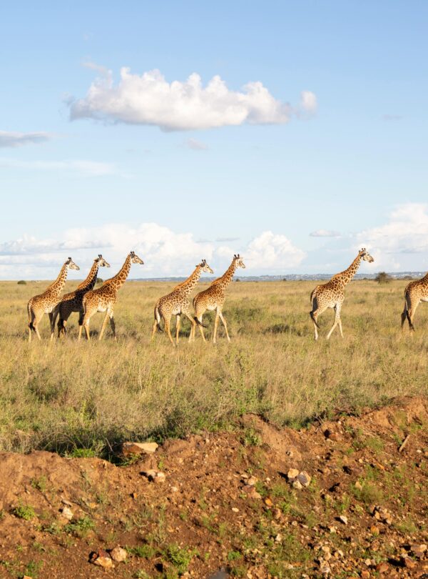 nairobi to masai mara by thenavigans