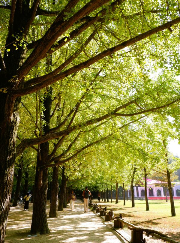 travel package to seoul south korea