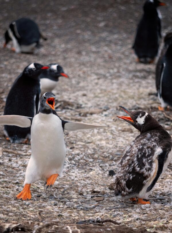 australia tour package by thenavigans