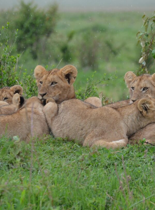 Nairobi to Masai Mara Safari by thenavigans