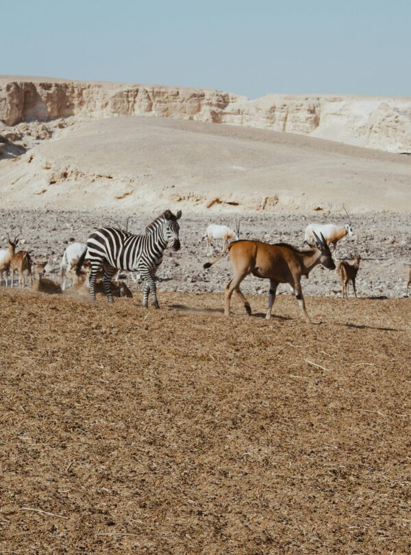 Nairobi to Masai Mara Safari by thenavigans