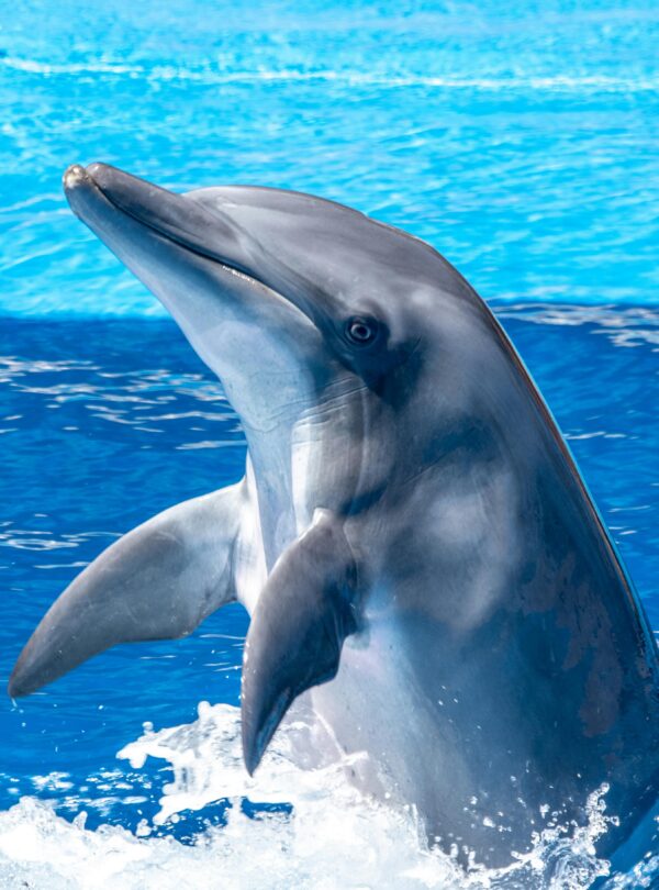 Maldives honeymoon tour package navigans