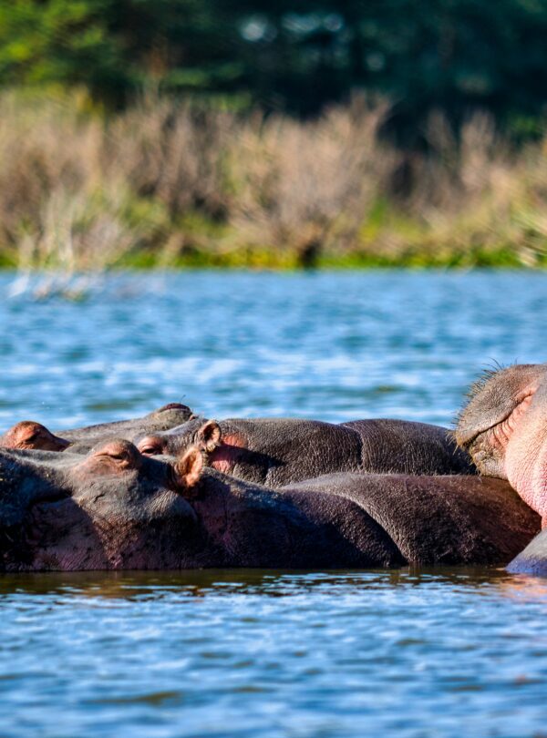 Kenya Safari Tour Package by navigans