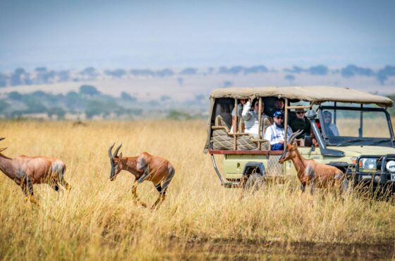 Kenya Safari Adventure – 4 Days in Lake Naivasha & Masai Mara Game Reserve