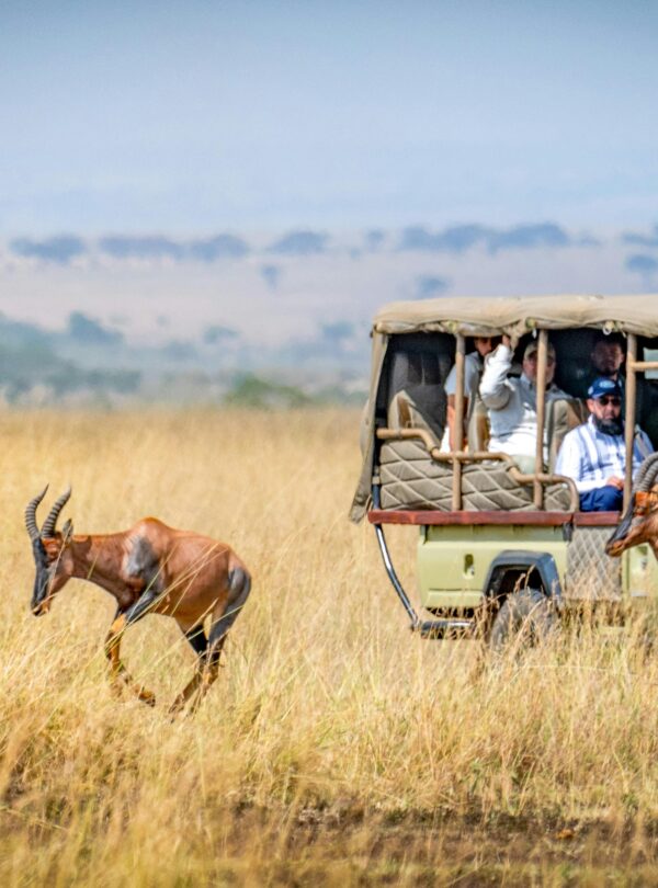 Nairobi to Masai Mara Safari by thenavigans