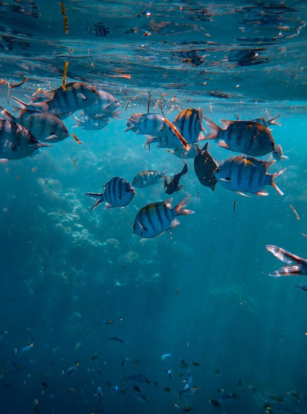 Caribbean cruise travel package