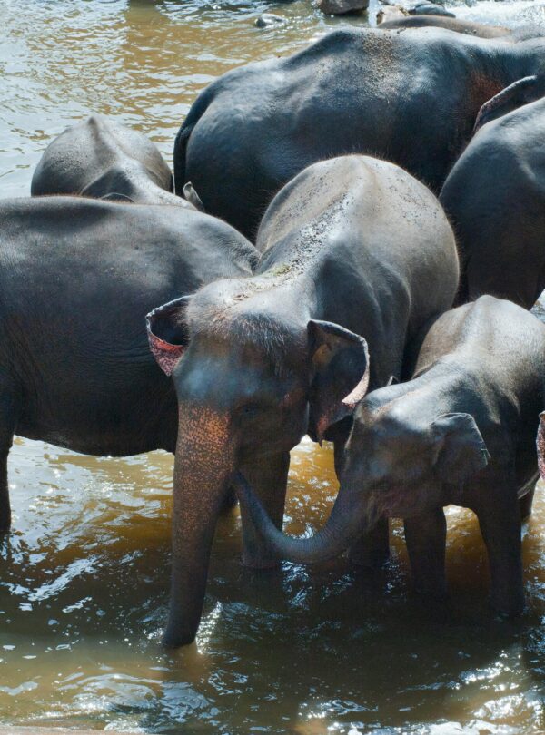 Pinnawala Elephant Orphanage