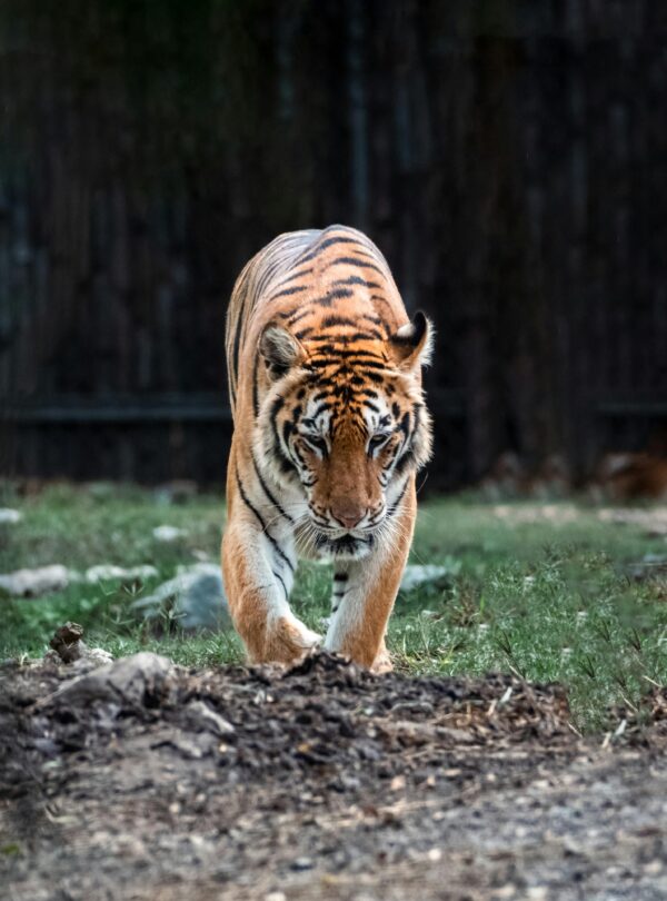 Thailand Trip Package