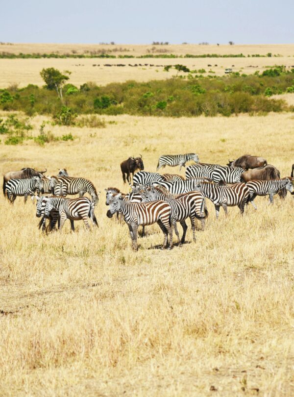 kenya tanzania safari package