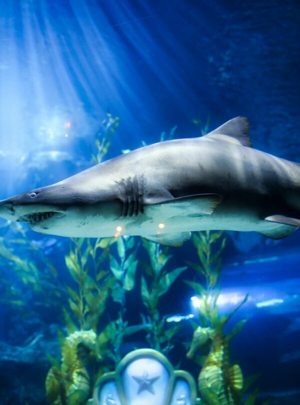 Thailand Travel Package