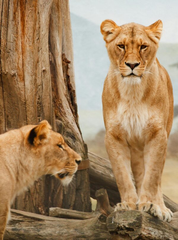 kenya tanzania safari package