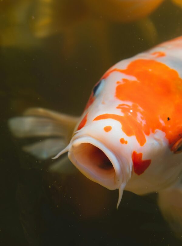 Japan tour package ryutaro