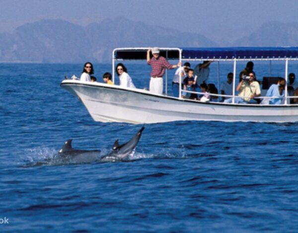 dolphin snorkeling cruise navigans