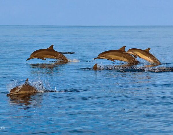 dolphin watching tour